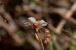 Pink sundew